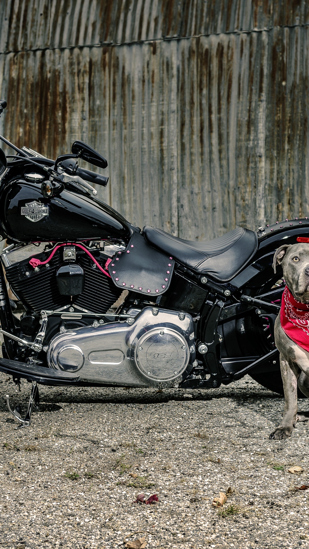 Обои мотоцикл, пес, автомобильные запчасти, Харлей Дэвидсон и собак, шина в разрешении 1080x1920