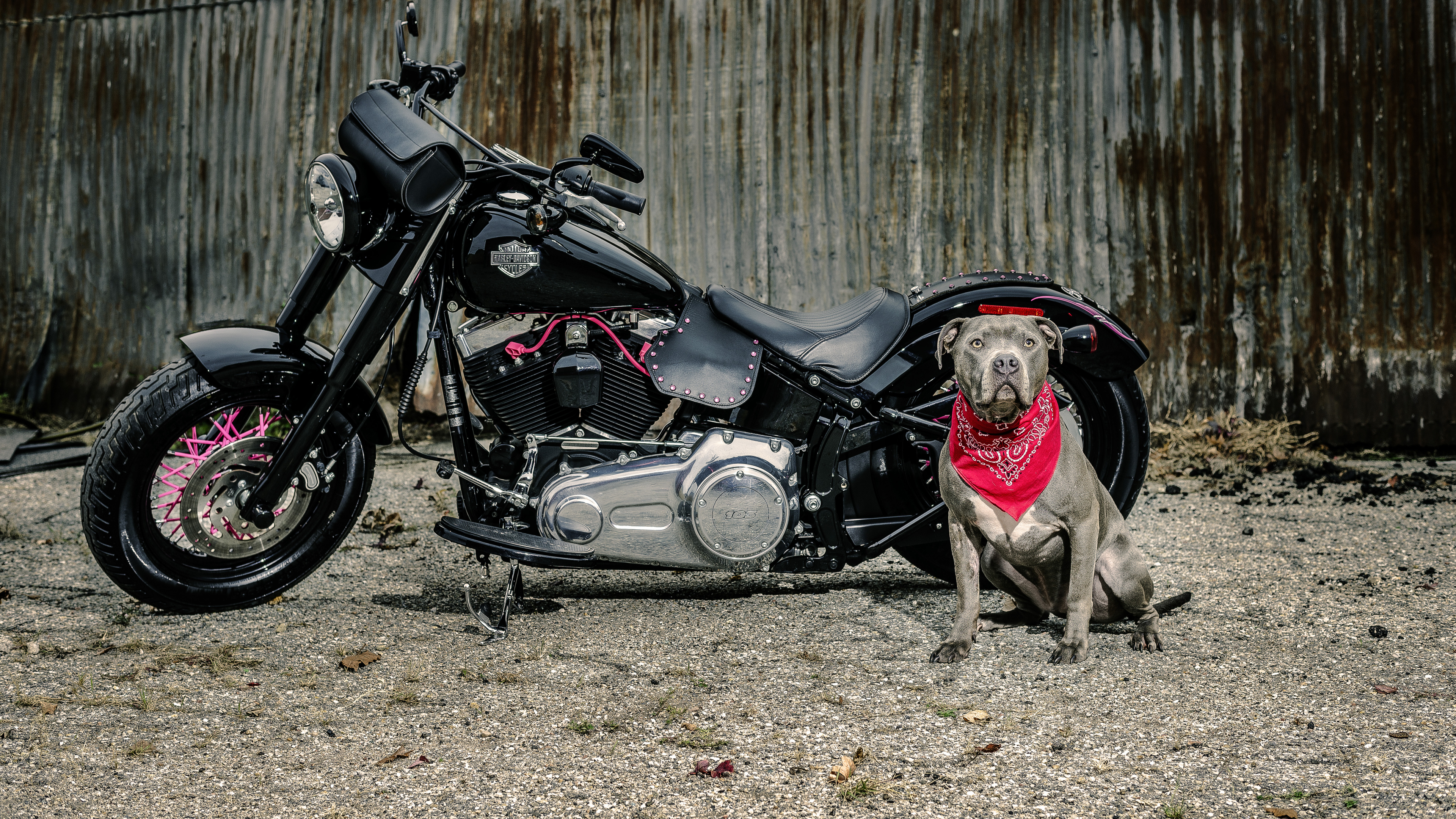 Обои мотоцикл, пес, автомобильные запчасти, Харлей Дэвидсон и собак, шина в разрешении 3840x2160