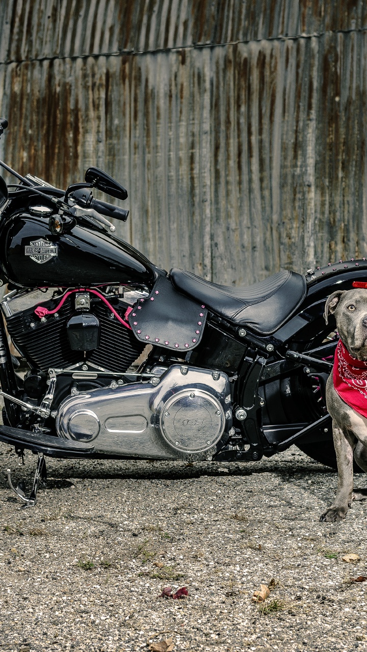Обои мотоцикл, пес, автомобильные запчасти, Харлей Дэвидсон и собак, шина в разрешении 720x1280