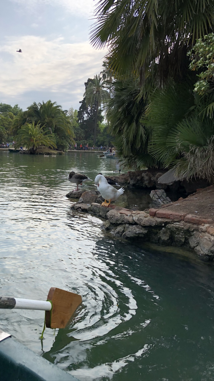 Обои реки, водный путь, гидроресурсы, вода, водоток в разрешении 750x1334