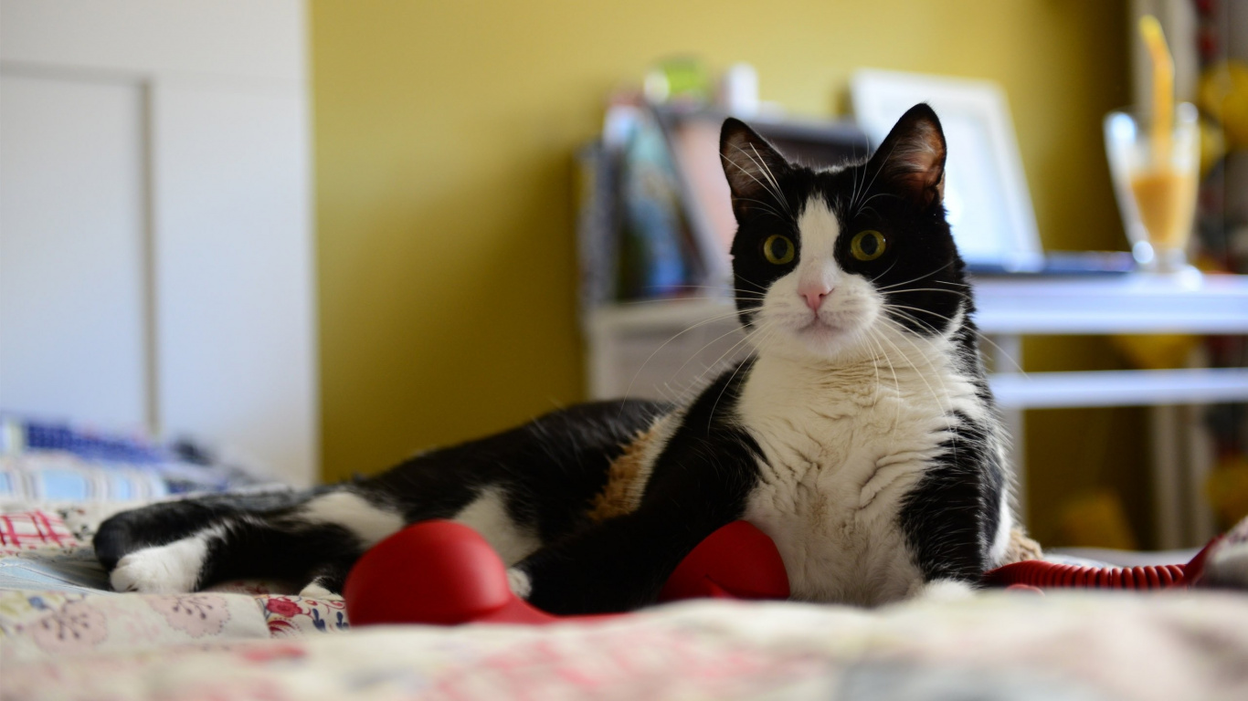 Обои кот, котенок, европейская короткошерстная кошка, эгейская кошка, европейская короткошерстная в разрешении 1366x768