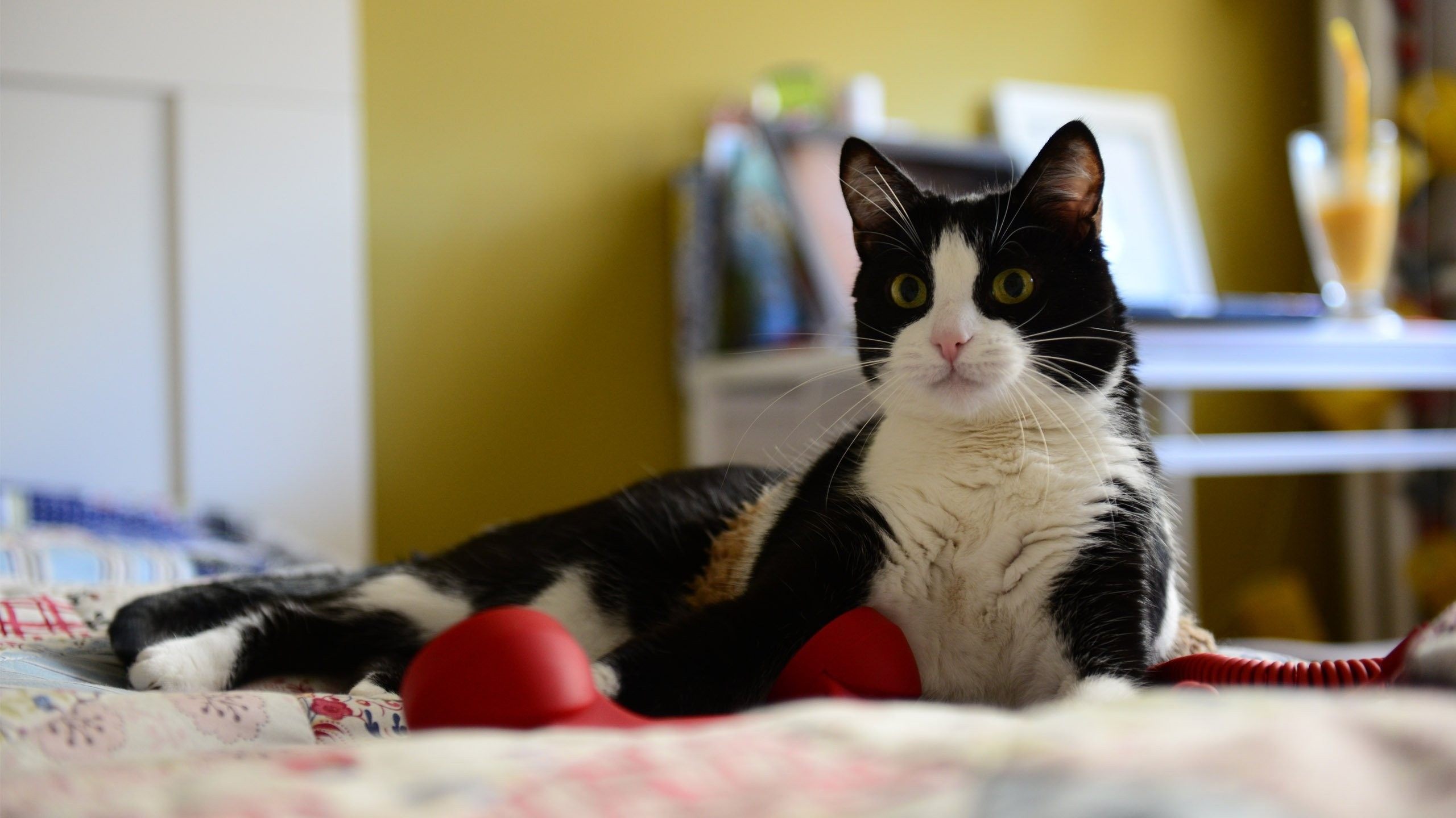 Обои кот, котенок, европейская короткошерстная кошка, эгейская кошка, европейская короткошерстная в разрешении 2560x1440