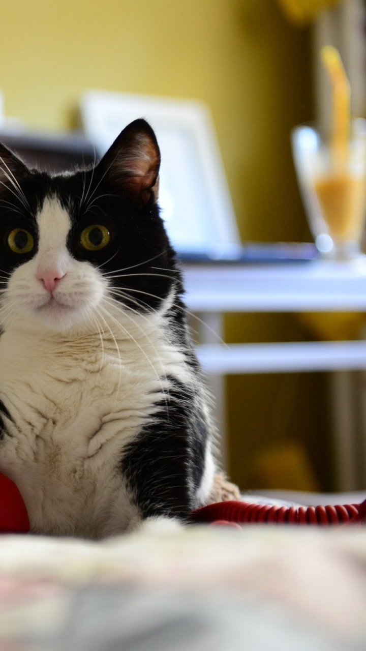 Обои кот, котенок, европейская короткошерстная кошка, эгейская кошка, европейская короткошерстная в разрешении 720x1280