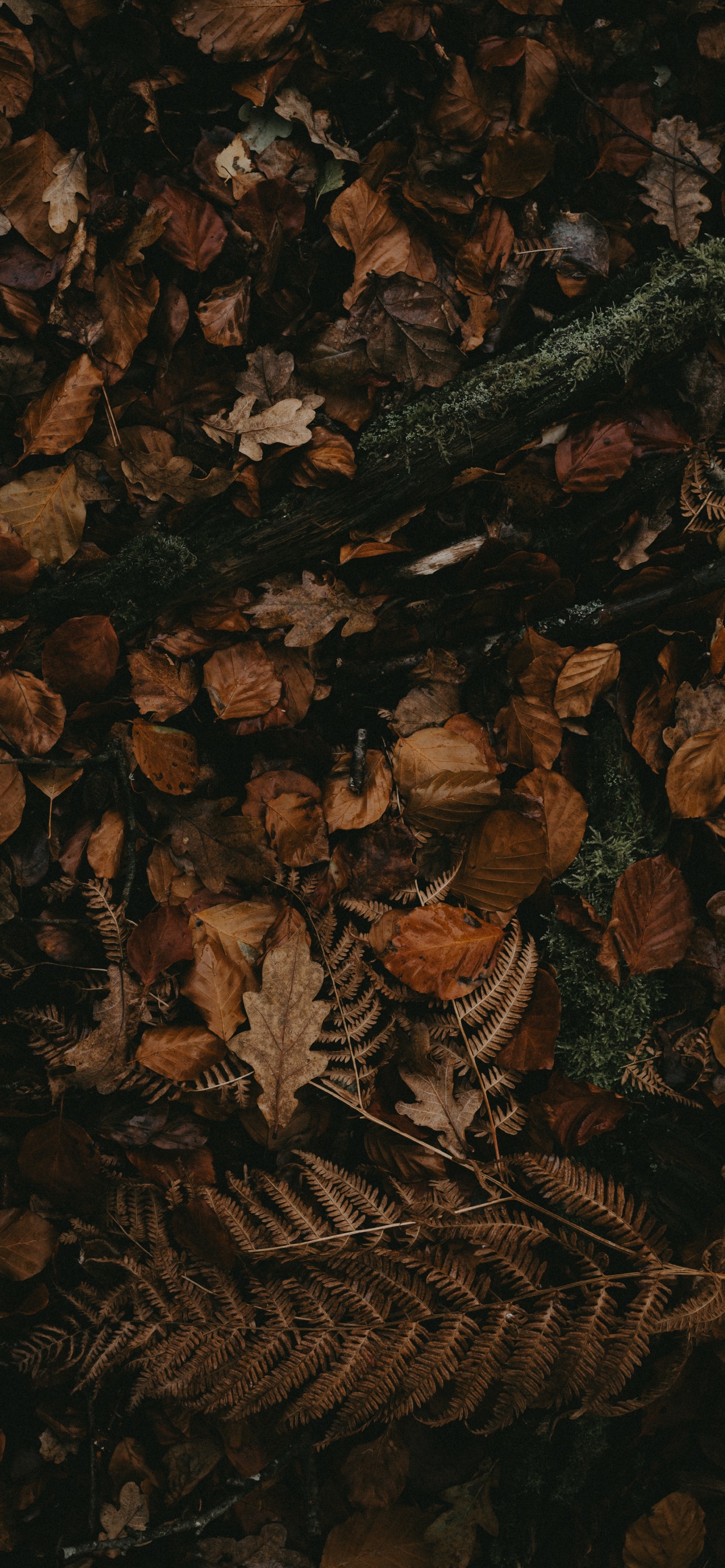 Обои коричневый цвет, темнота, узор, натюрморт в разрешении 1242x2688