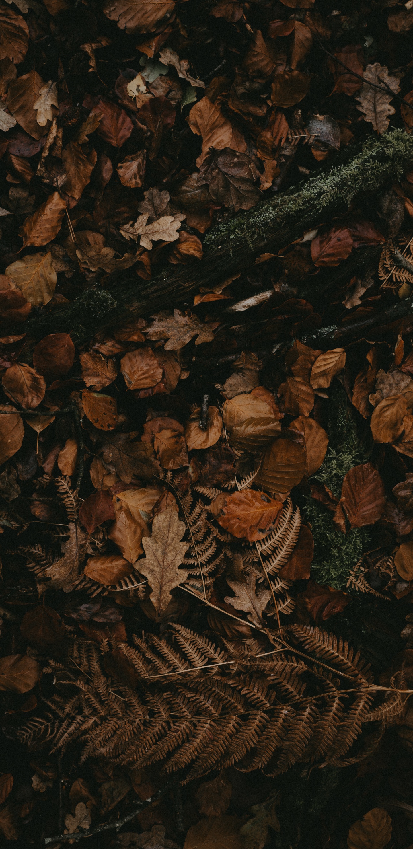 Обои коричневый цвет, темнота, узор, натюрморт в разрешении 1440x2960