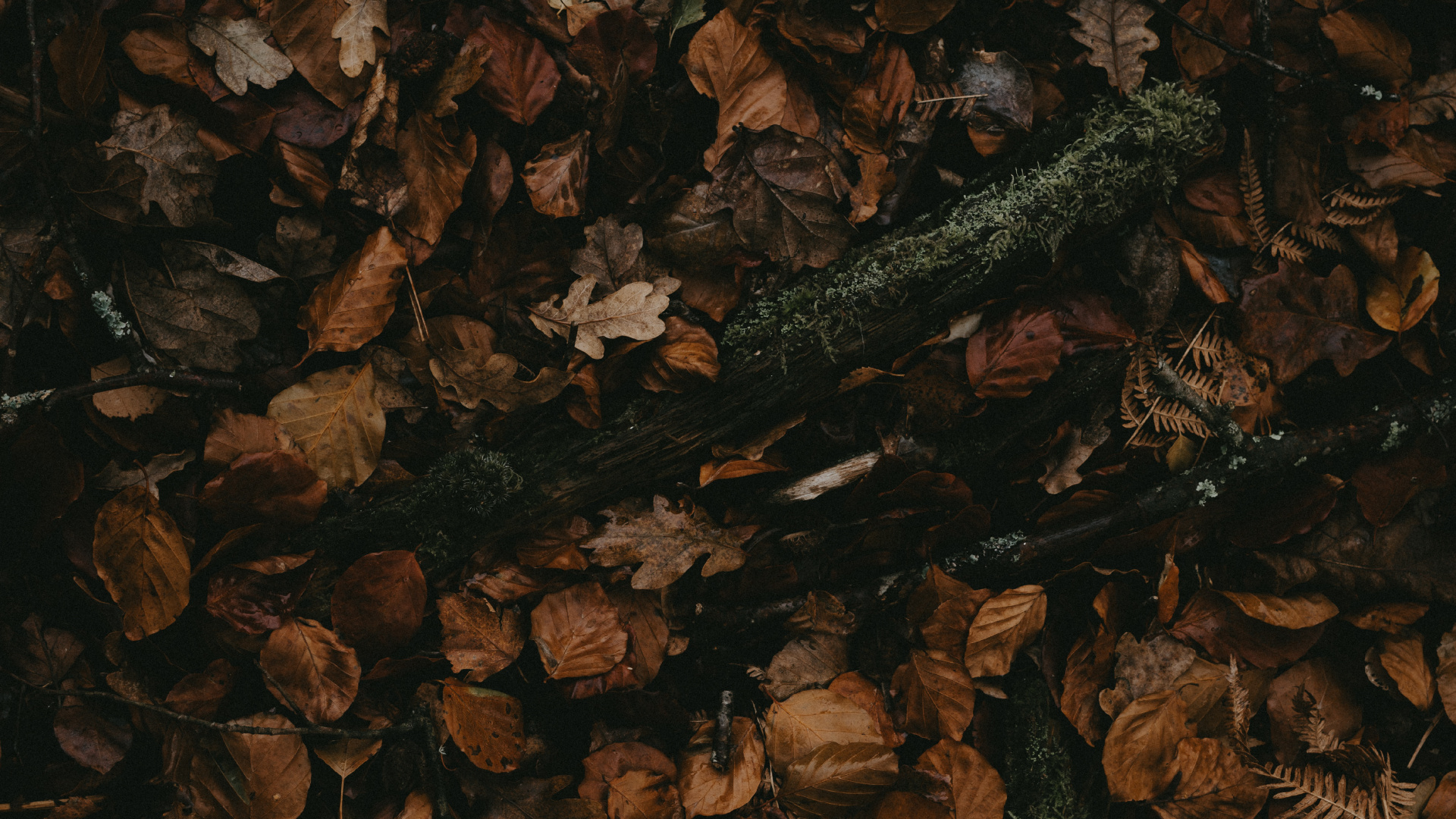 Обои коричневый цвет, темнота, узор, натюрморт в разрешении 1920x1080