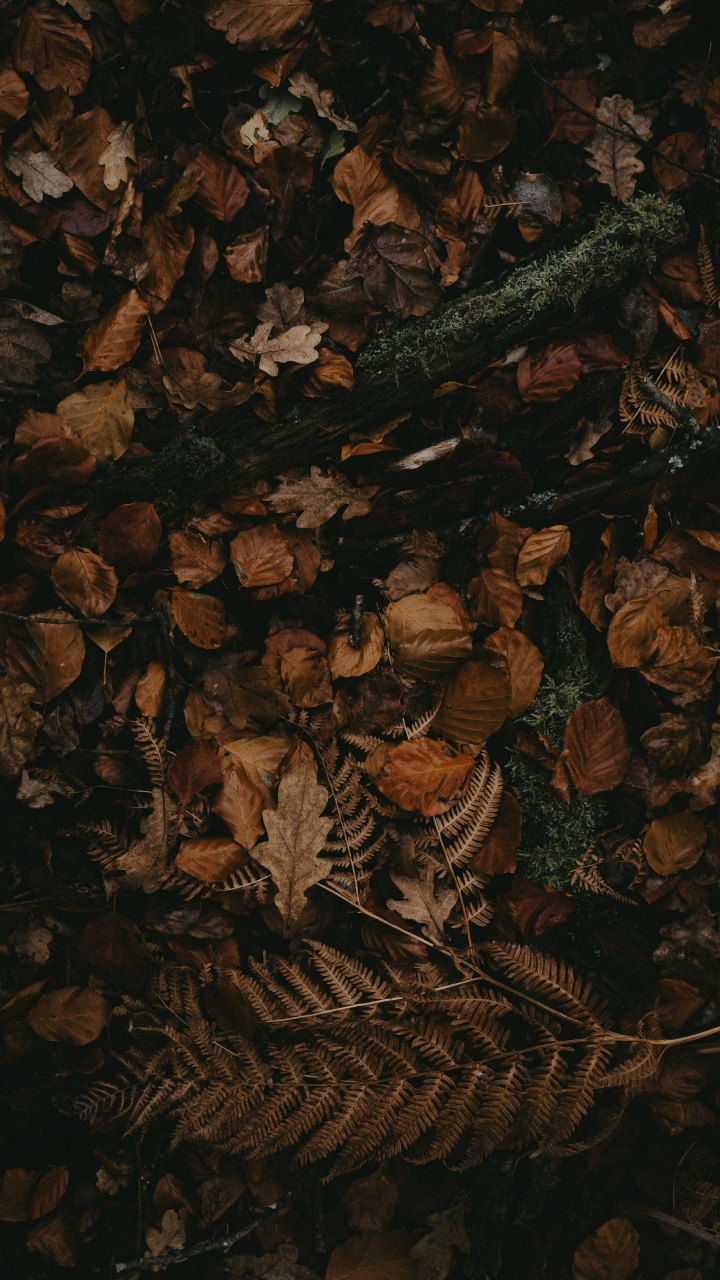 Обои коричневый цвет, темнота, узор, натюрморт в разрешении 720x1280