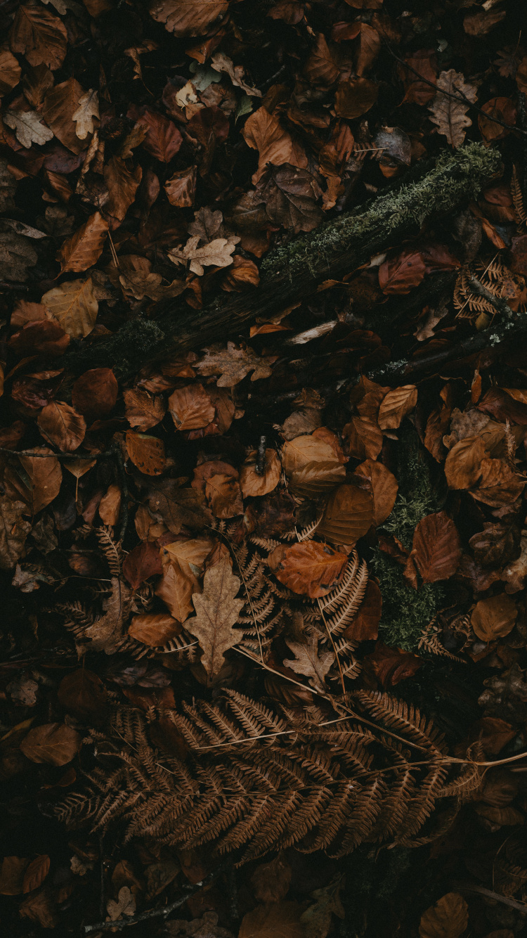 Обои коричневый цвет, темнота, узор, натюрморт в разрешении 750x1334