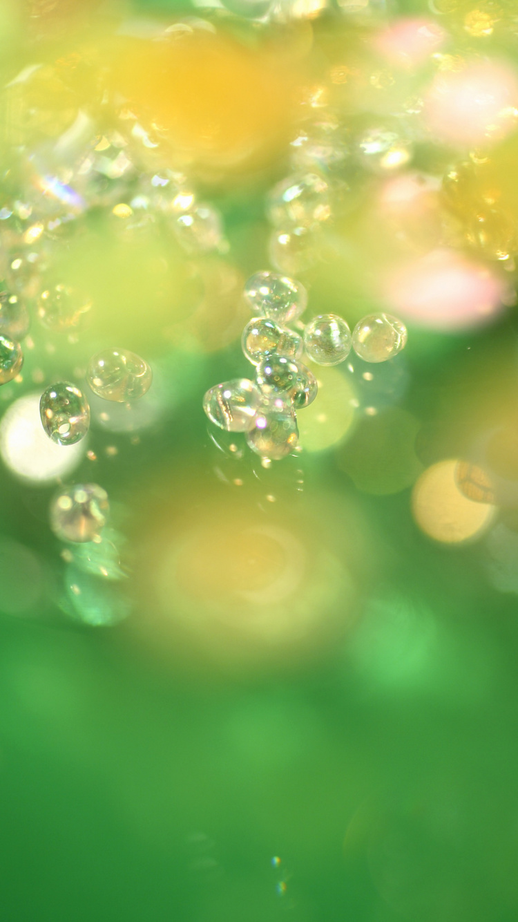 Обои зеленый, вода, влага, роса, солнечный свет в разрешении 750x1334