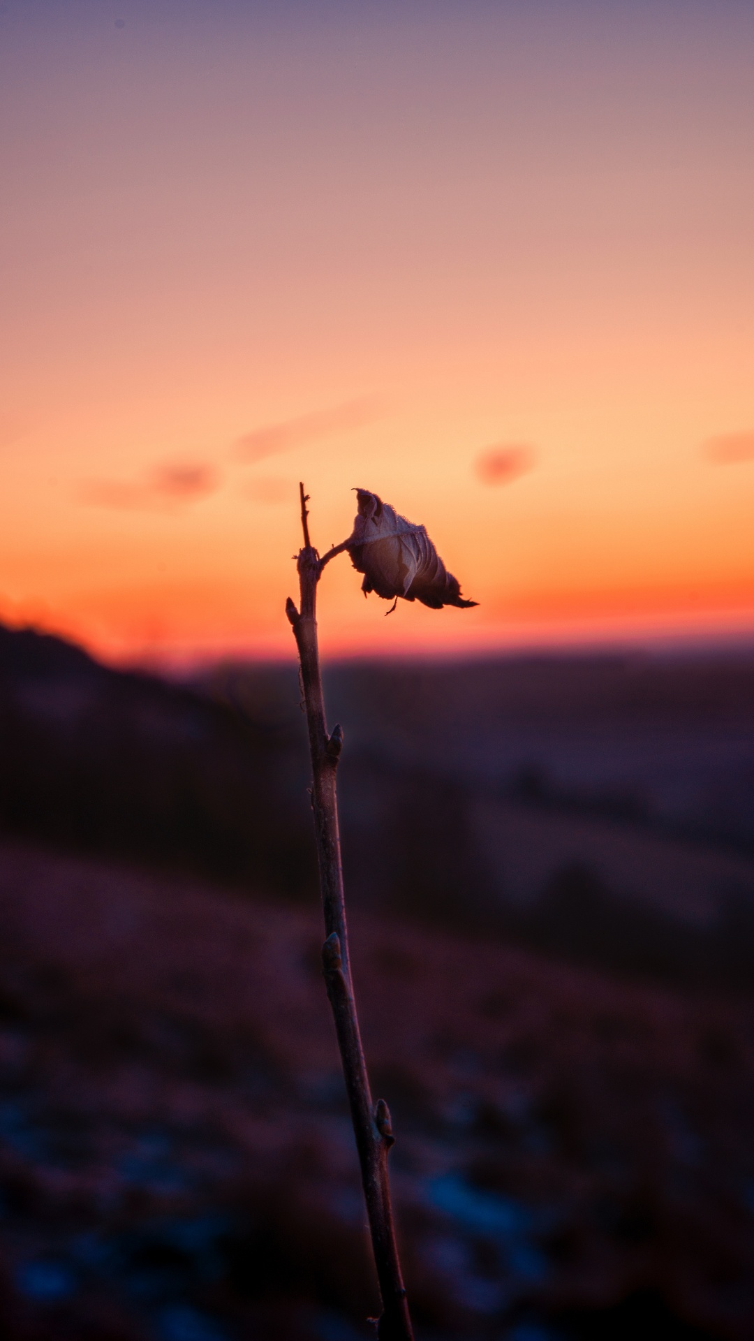 Обои закат, вода, атмосфера, утро, цветок в разрешении 1080x1920