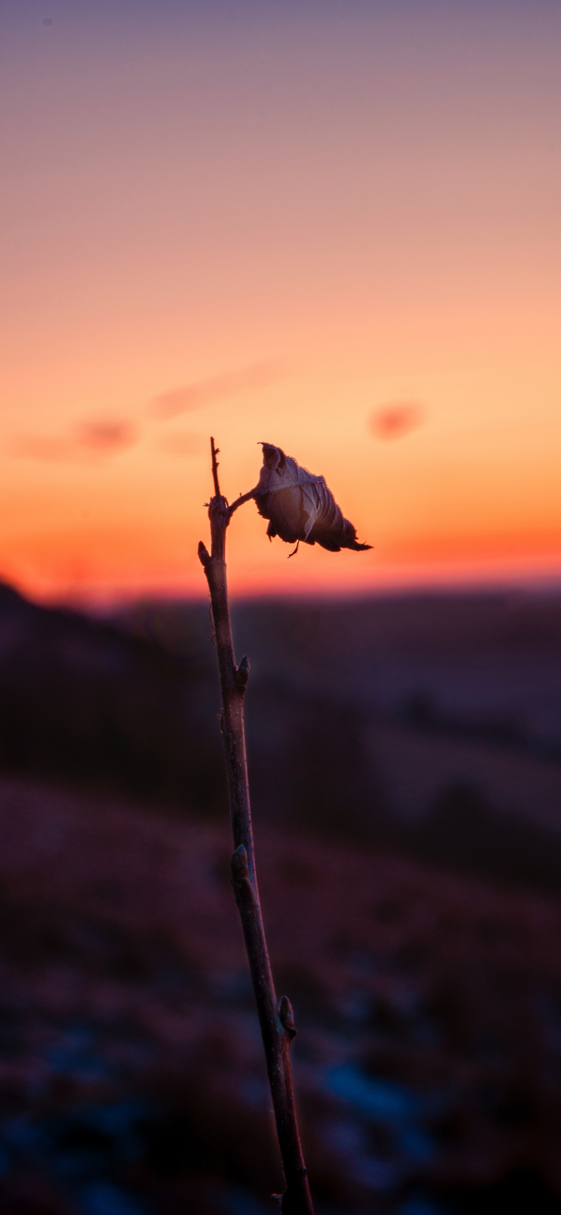 Обои закат, вода, атмосфера, утро, цветок в разрешении 1125x2436