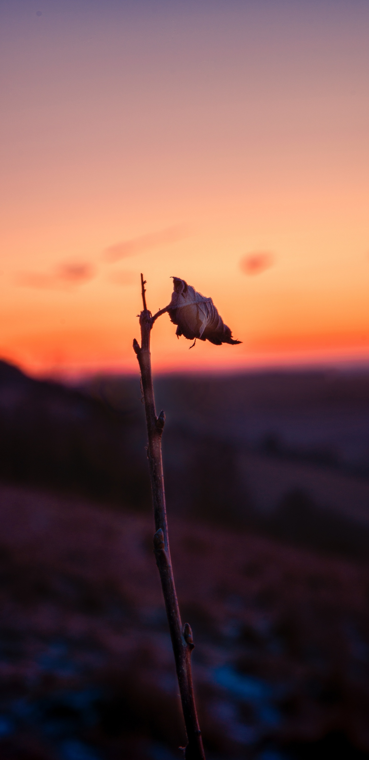 Обои закат, вода, атмосфера, утро, цветок в разрешении 1440x2960