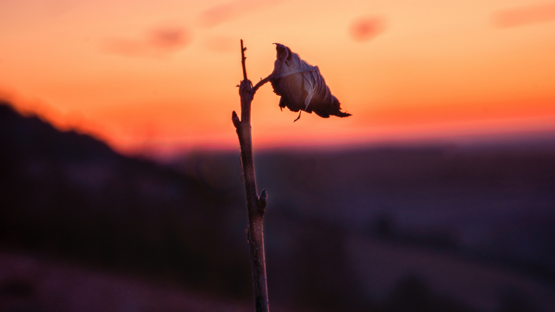 Обои закат, вода, атмосфера, утро, цветок в разрешении 1920x1080