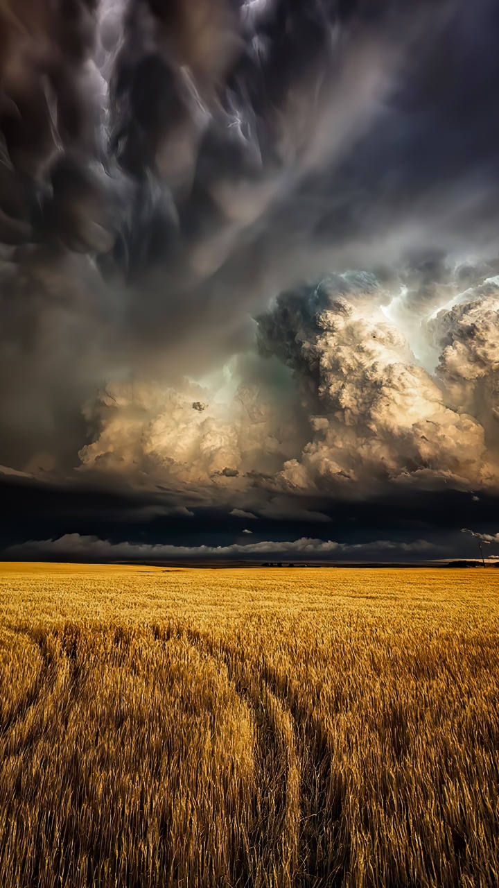 Обои облако, буря, растение, атмосфера, природный ландшафт в разрешении 720x1280