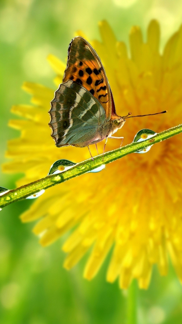 Обои падение, насекомое, бабочка, мотыльки и бабочки, опылитель в разрешении 750x1334