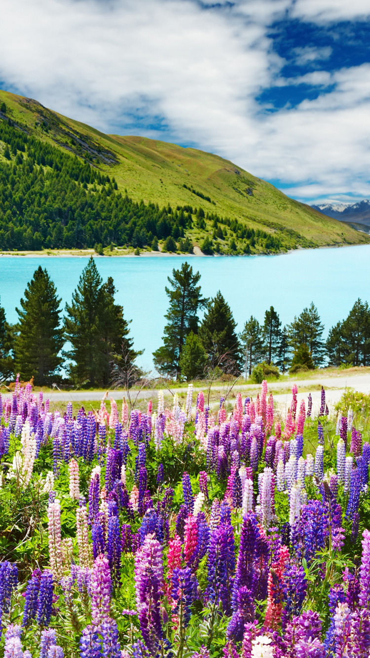 Обои пейзаж, Люпин, цветок, природа, дикая местность в разрешении 750x1334