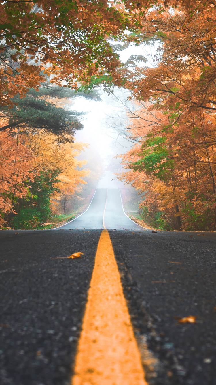 Обои осень, дорога, природа, дерево, лист в разрешении 750x1334