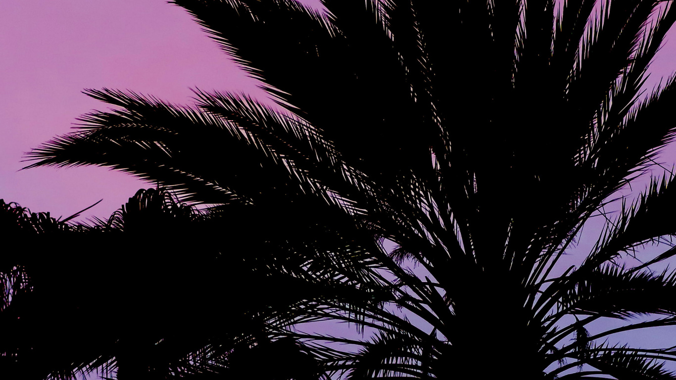 Обои ботаники, дерево, пурпур, растительность, наземное растение в разрешении 1366x768