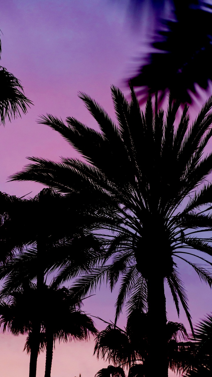 Обои ботаники, дерево, пурпур, растительность, наземное растение в разрешении 720x1280