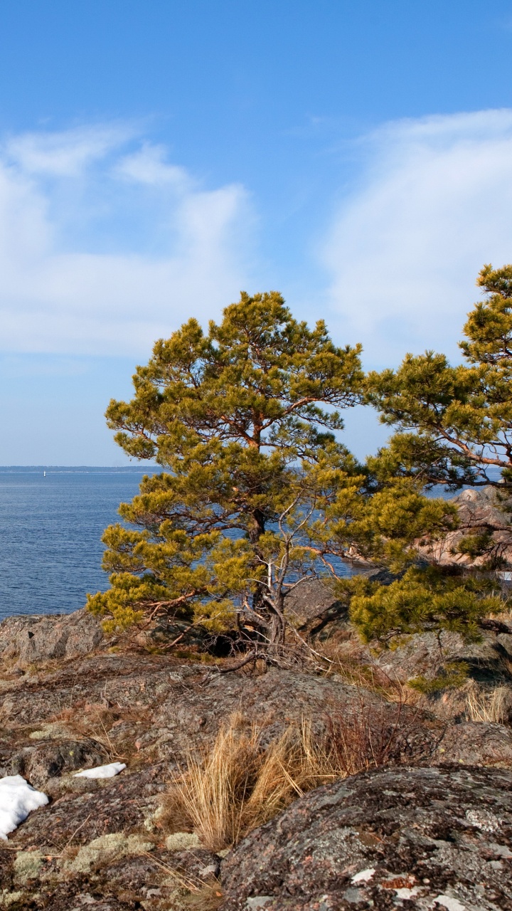 Обои побережье, море, залив, берег, дерево в разрешении 720x1280