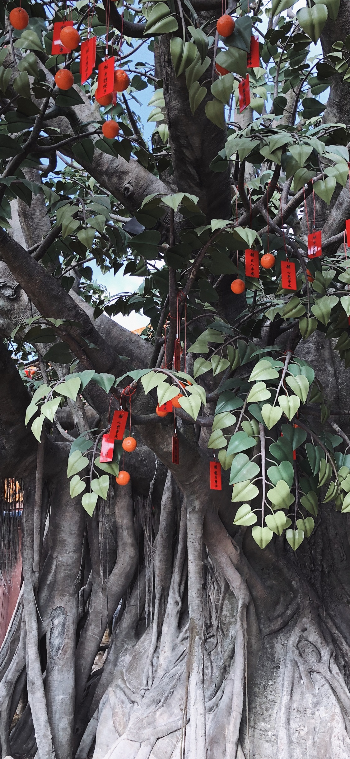 Обои дерево, лист, наука, рассада, биология в разрешении 1125x2436