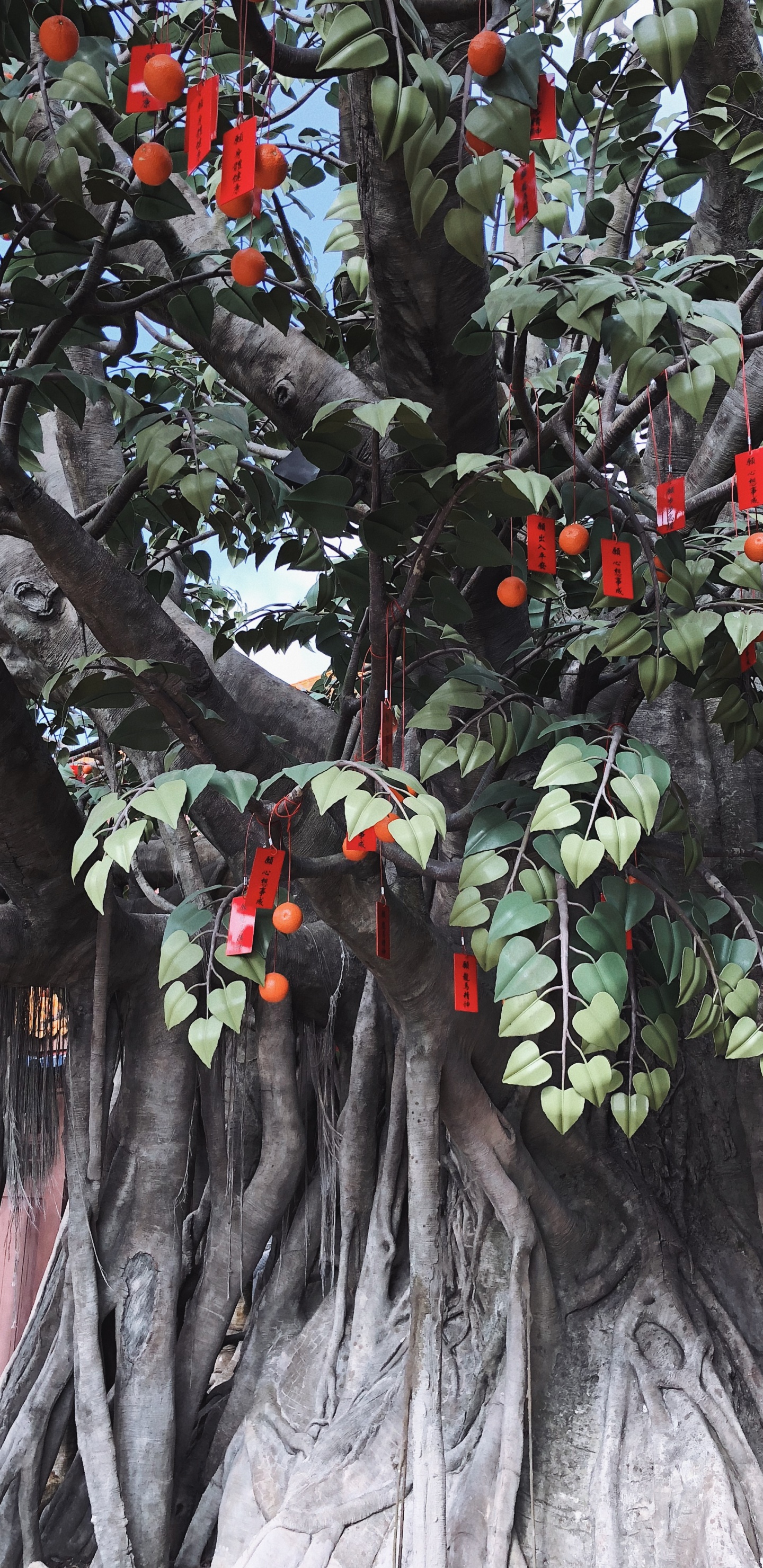 Обои дерево, лист, наука, рассада, биология в разрешении 1440x2960