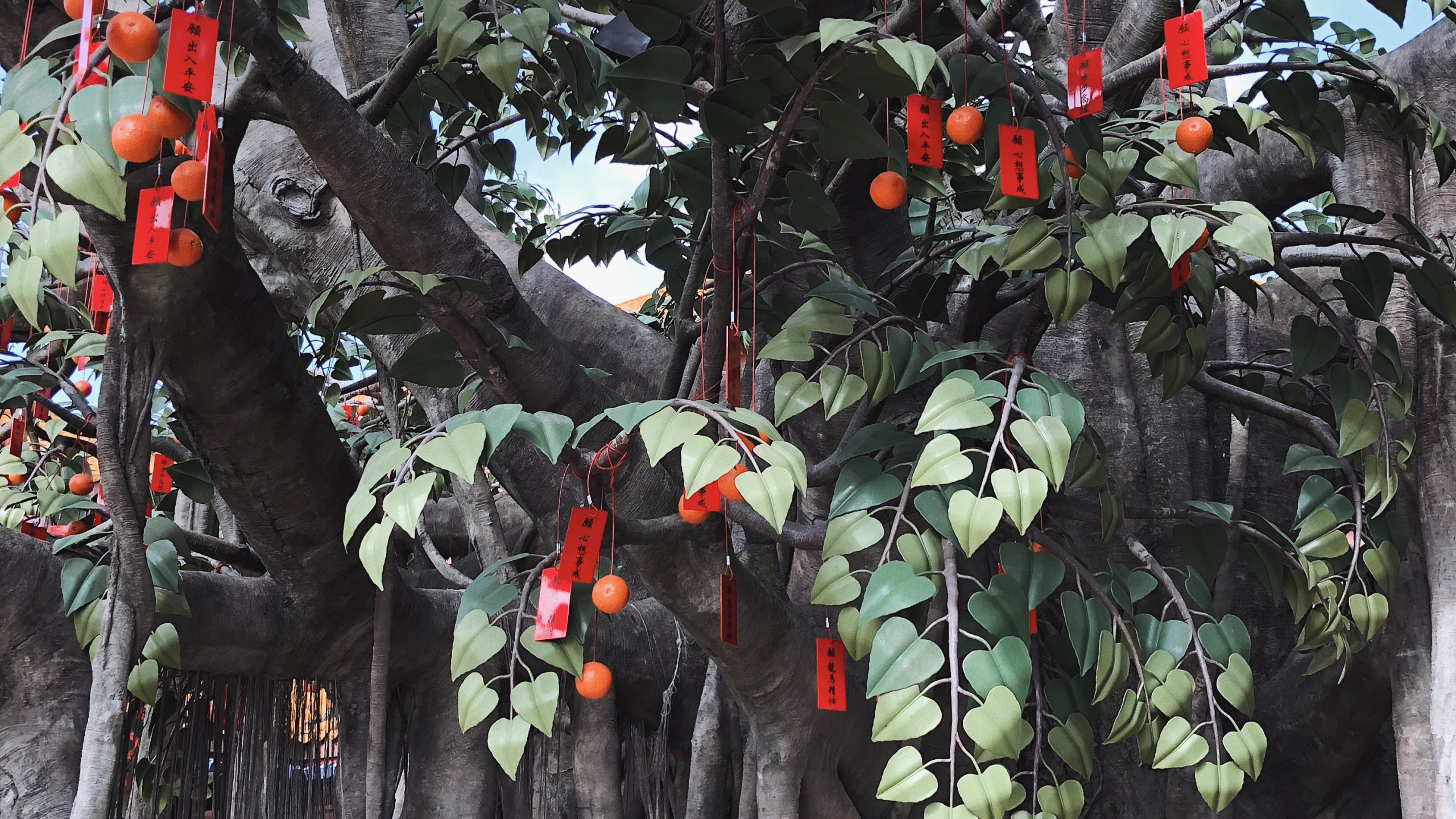 Обои дерево, лист, наука, рассада, биология в разрешении 2560x1440