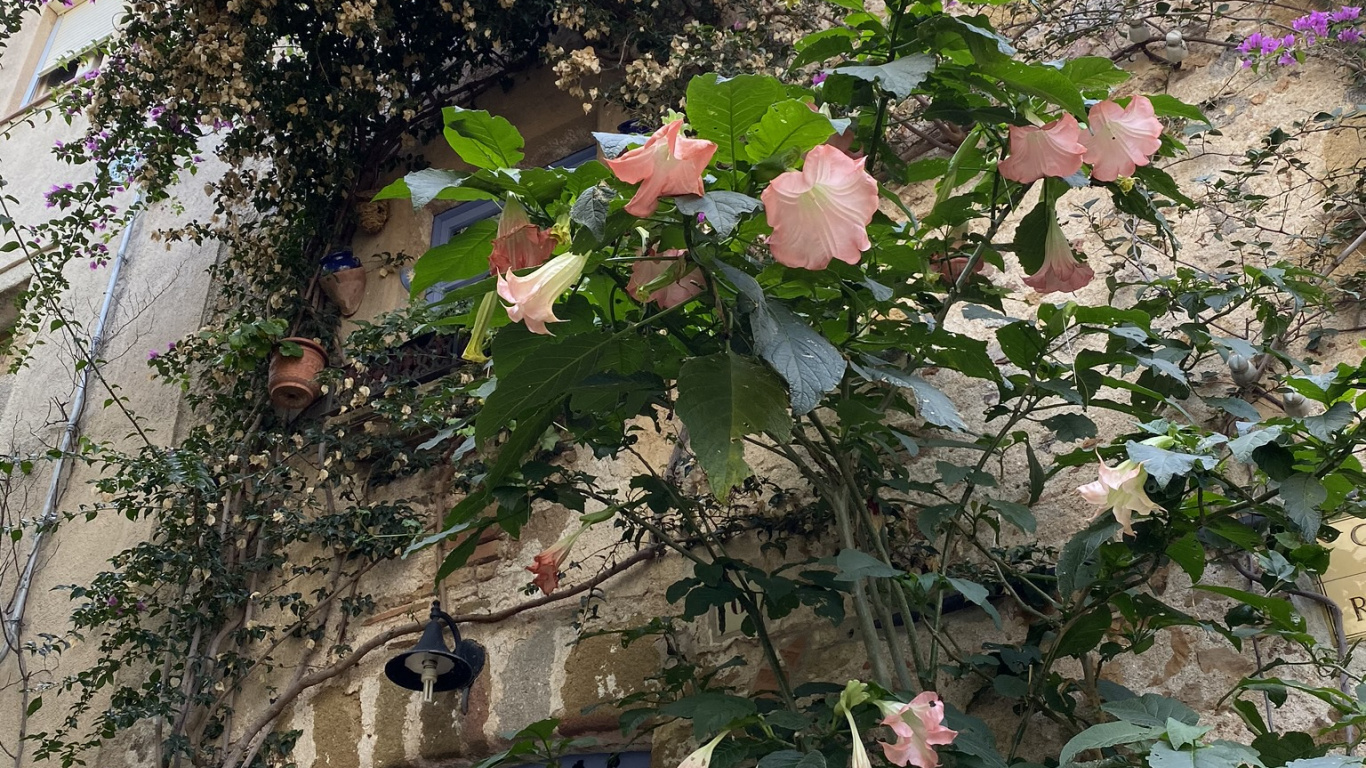 Обои цветок, цветковое растение, биология, растительность, ветвь в разрешении 1366x768