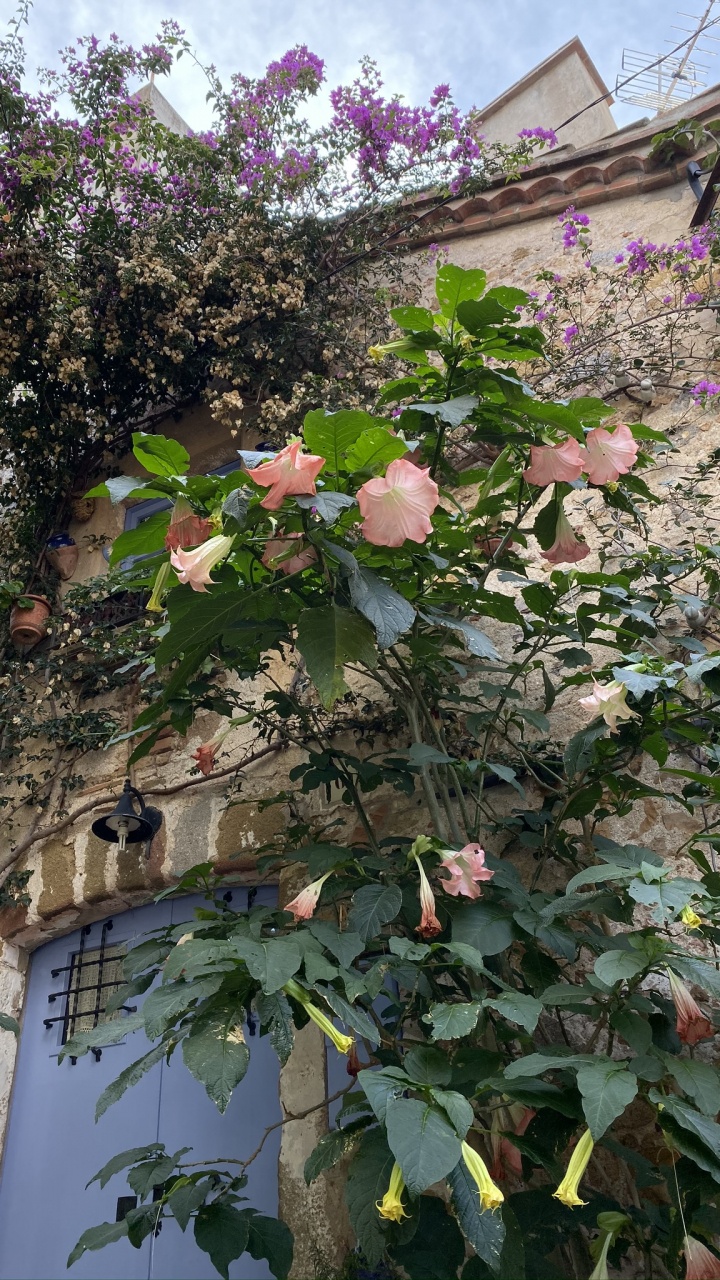 Обои цветок, цветковое растение, биология, растительность, ветвь в разрешении 720x1280