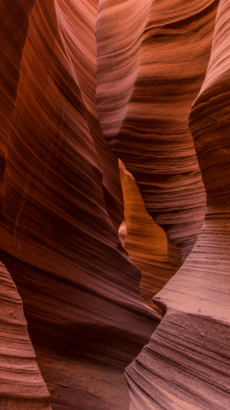 Обои большой каньон, каньон, формирование, пейзаж, древесина в разрешении 750x1334