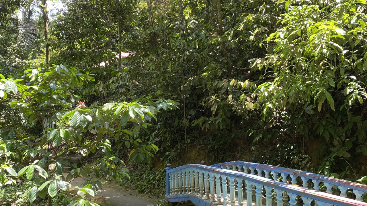 Обои природа, тропические леса, растительность, природный заповедник, окружающая среда в разрешении 1280x720