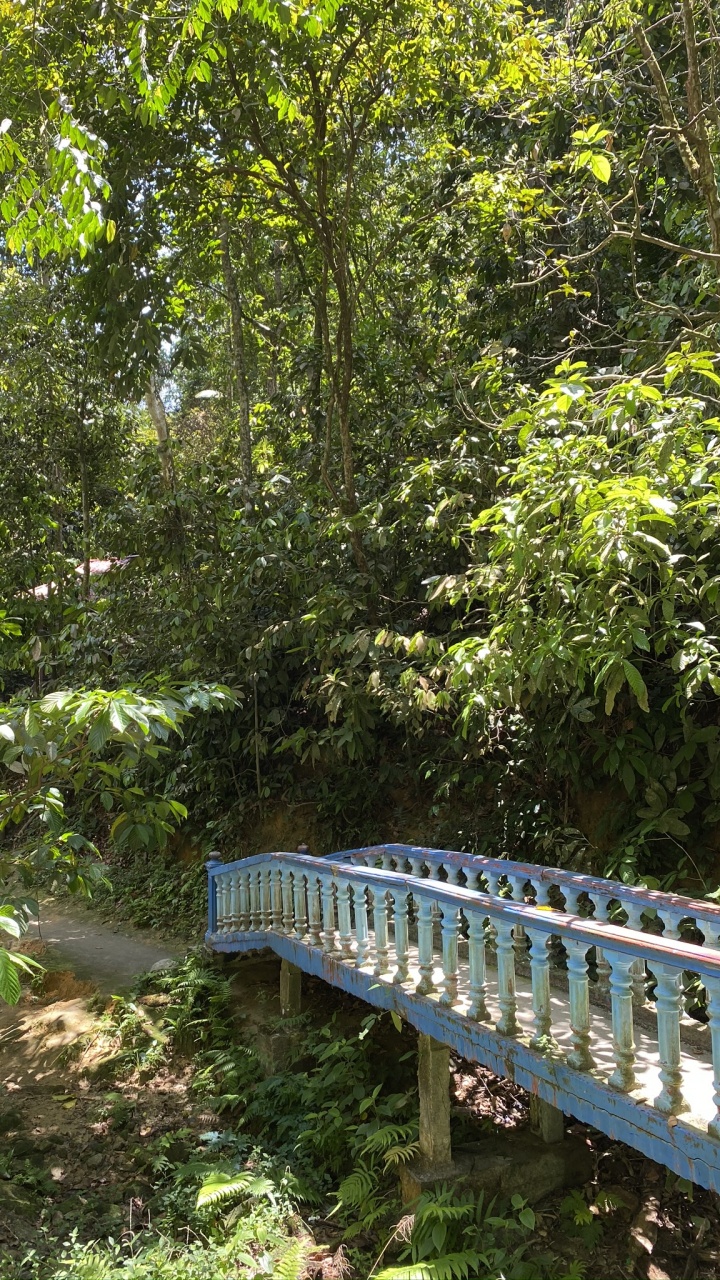 Обои природа, тропические леса, растительность, природный заповедник, окружающая среда в разрешении 720x1280