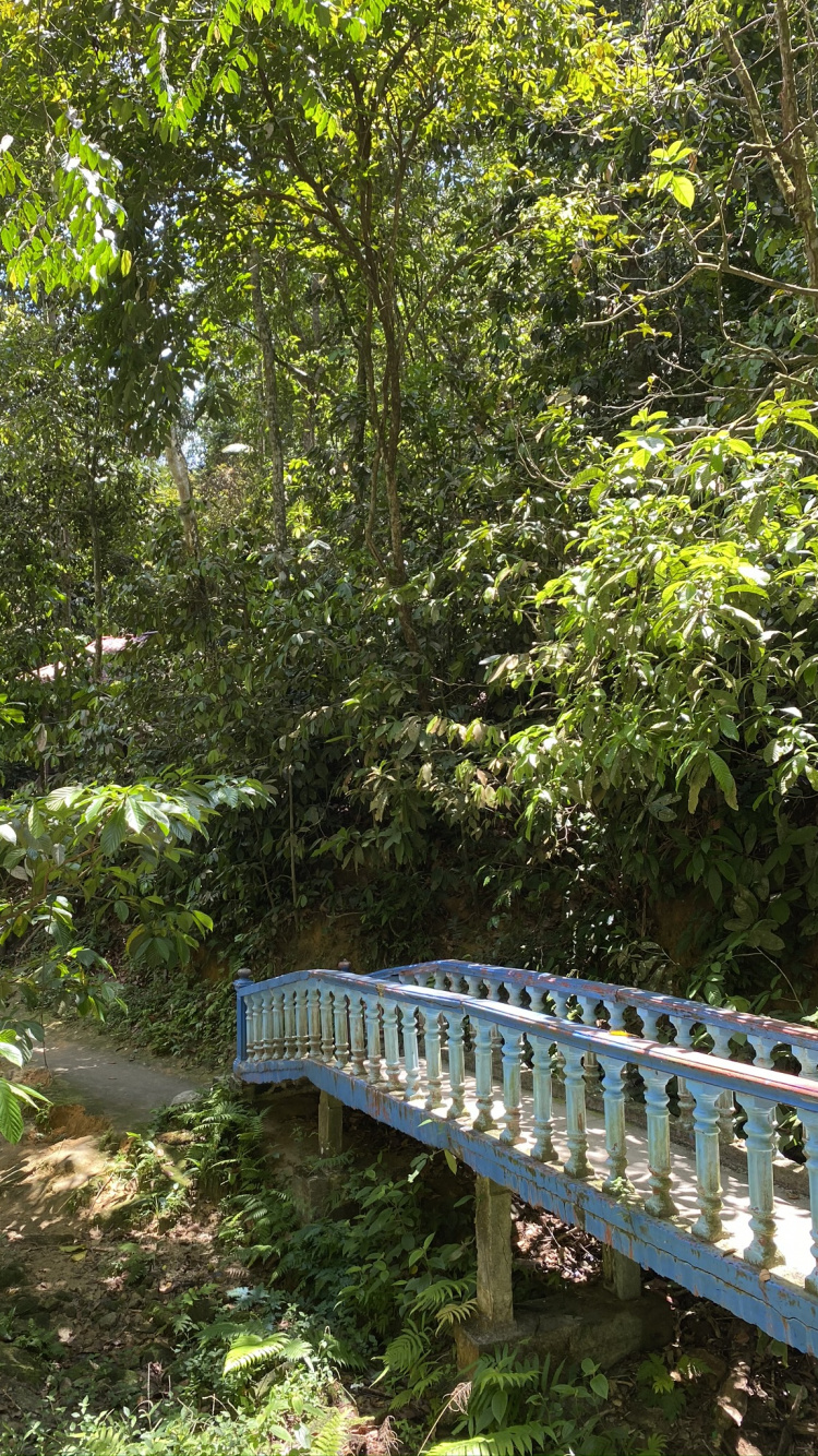 Обои природа, тропические леса, растительность, природный заповедник, окружающая среда в разрешении 750x1334