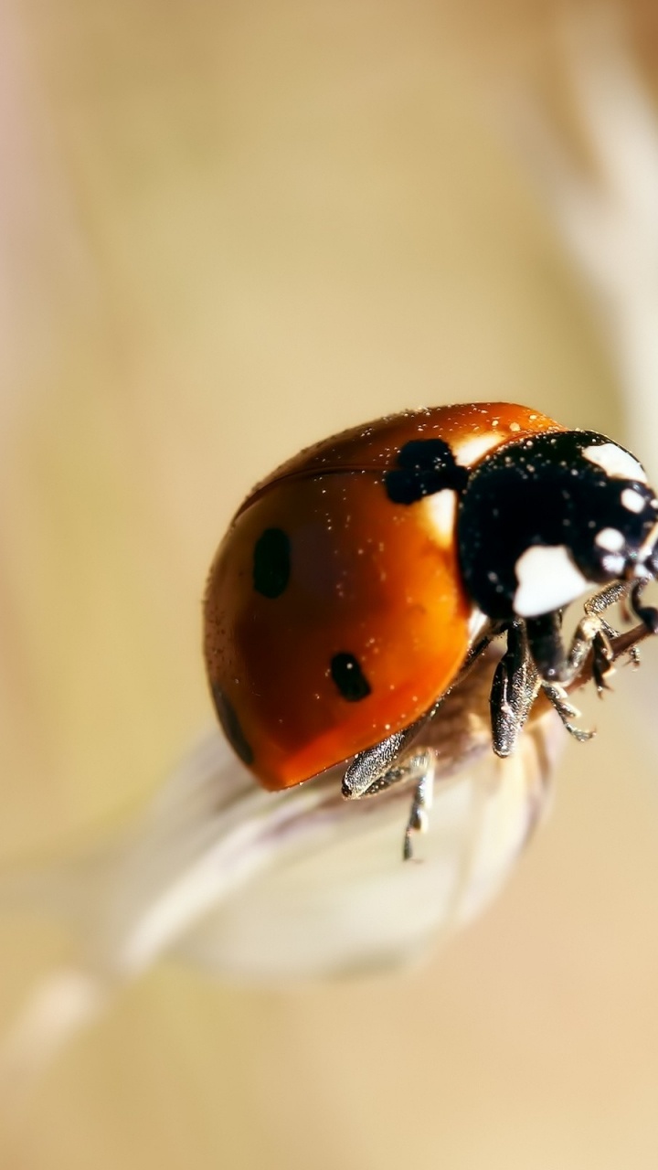 Обои насекомое, членистоногое, фауна, макросъемка, паразит в разрешении 720x1280