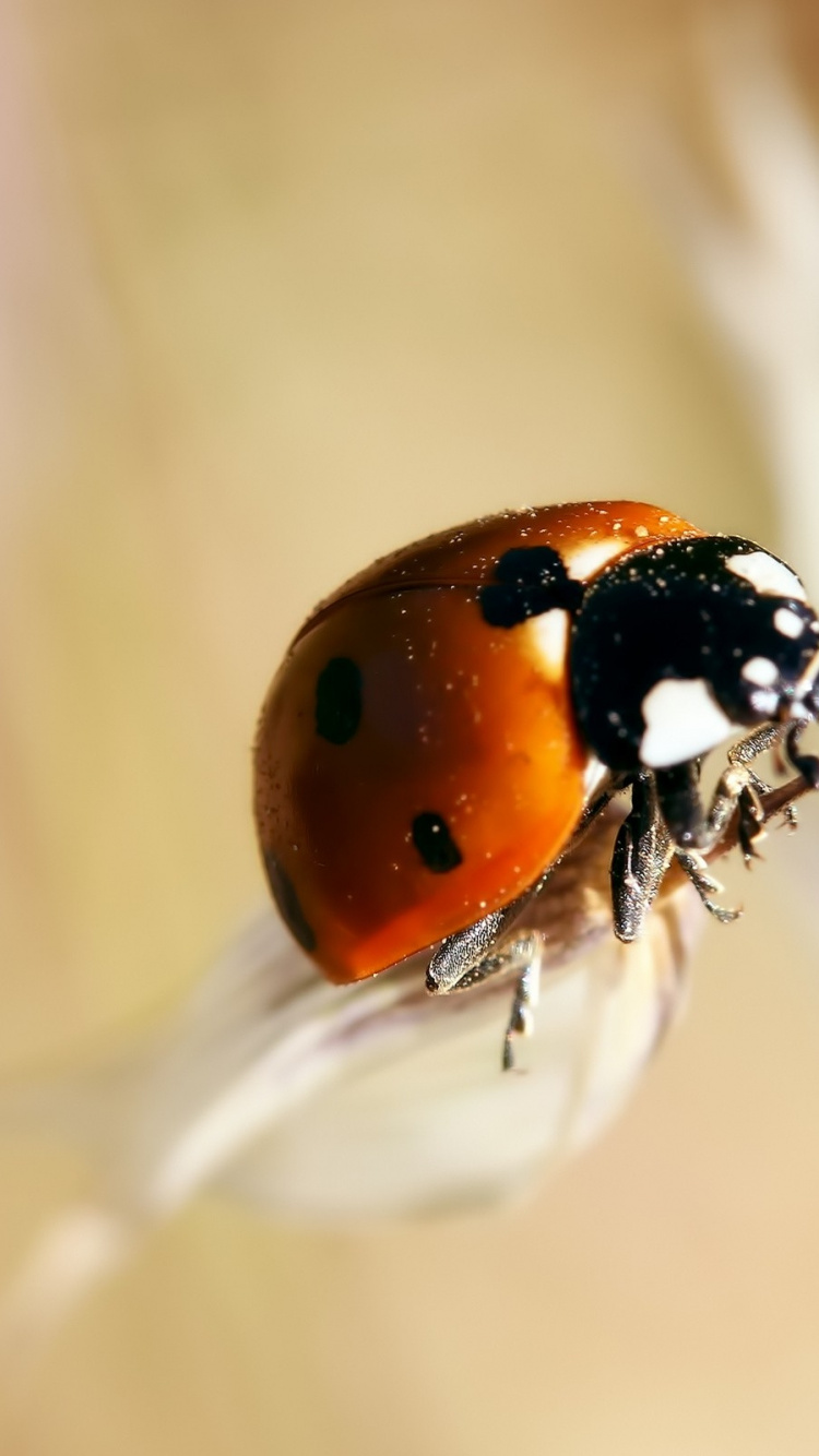 Обои насекомое, членистоногое, фауна, макросъемка, паразит в разрешении 750x1334