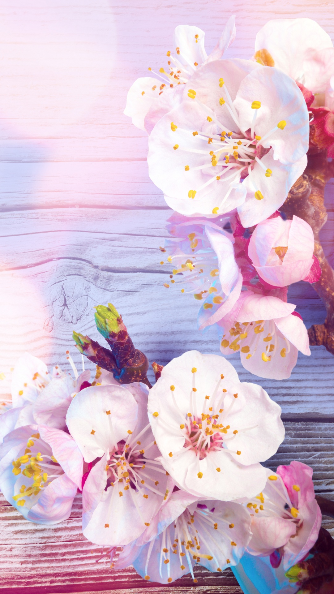 Обои цветок, расцвет, розовый, весна, лепесток в разрешении 1080x1920