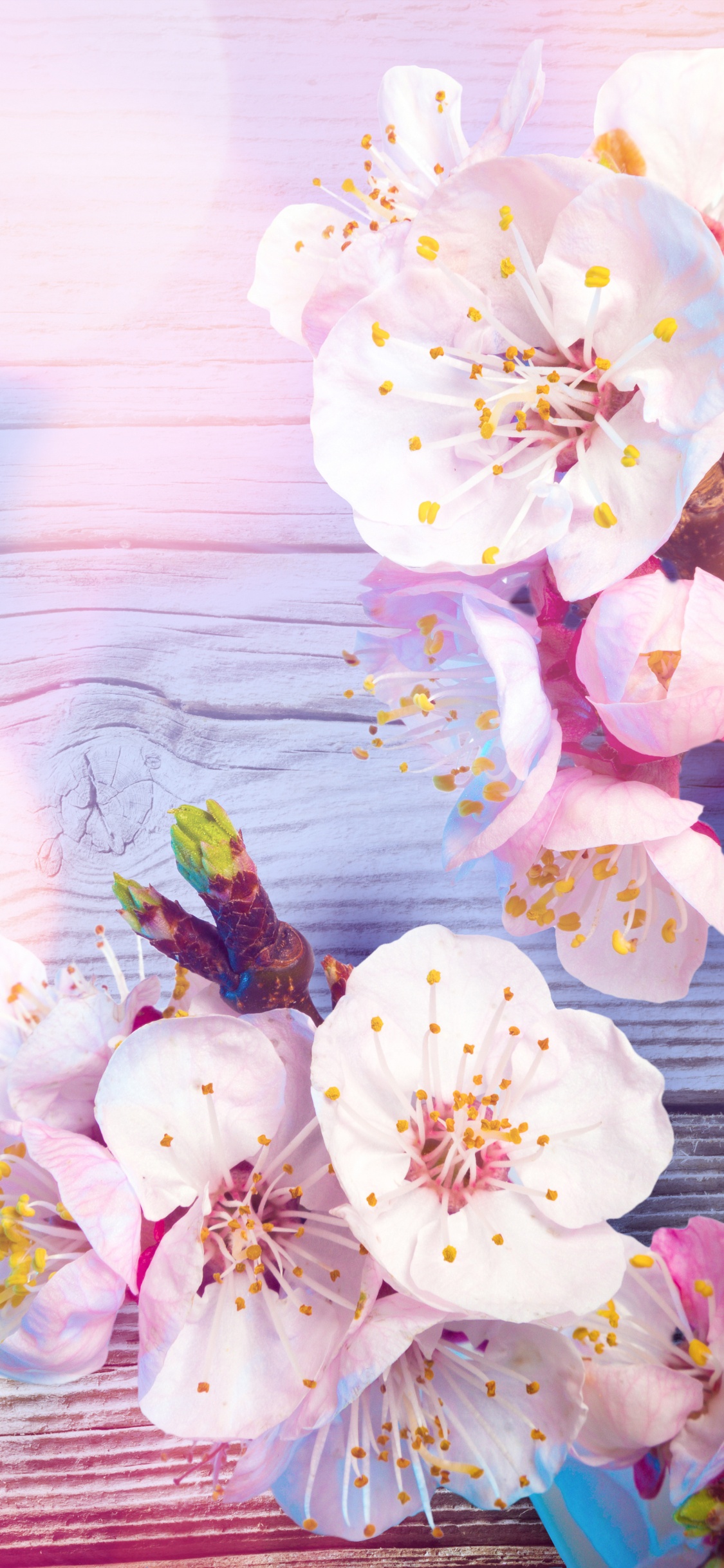 Обои цветок, расцвет, розовый, весна, лепесток в разрешении 1125x2436