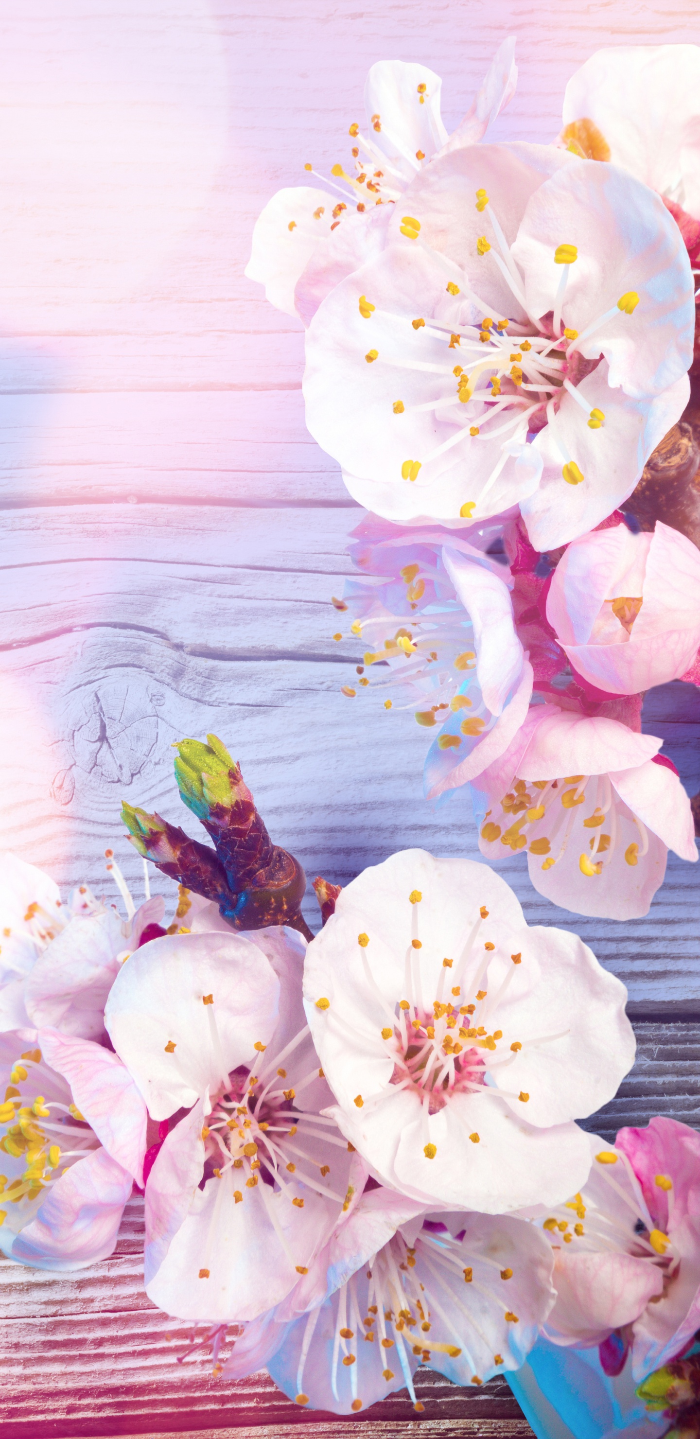 Обои цветок, расцвет, розовый, весна, лепесток в разрешении 1440x2960