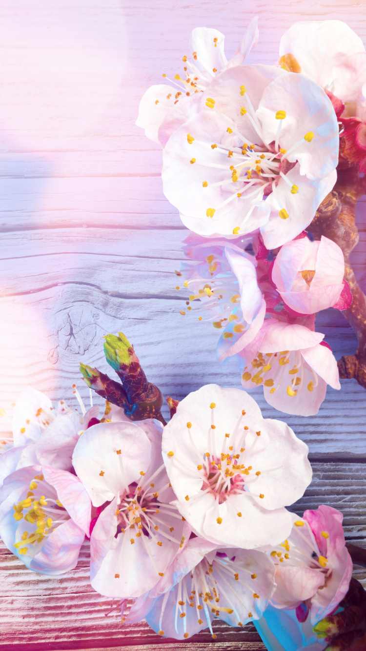 Обои цветок, расцвет, розовый, весна, лепесток в разрешении 750x1334