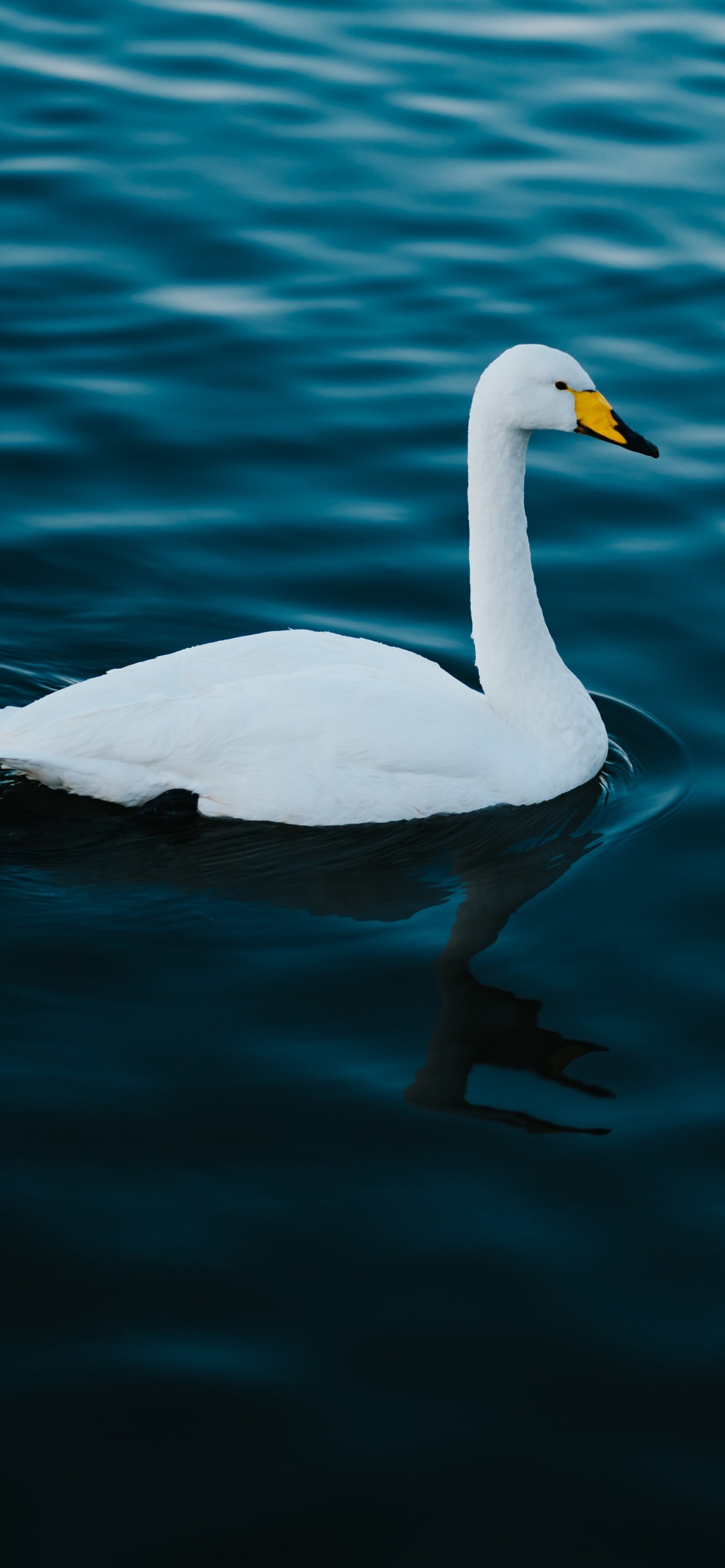 Обои птица, Лебедь, вода, водоплавающие птицы, белые в разрешении 1242x2688
