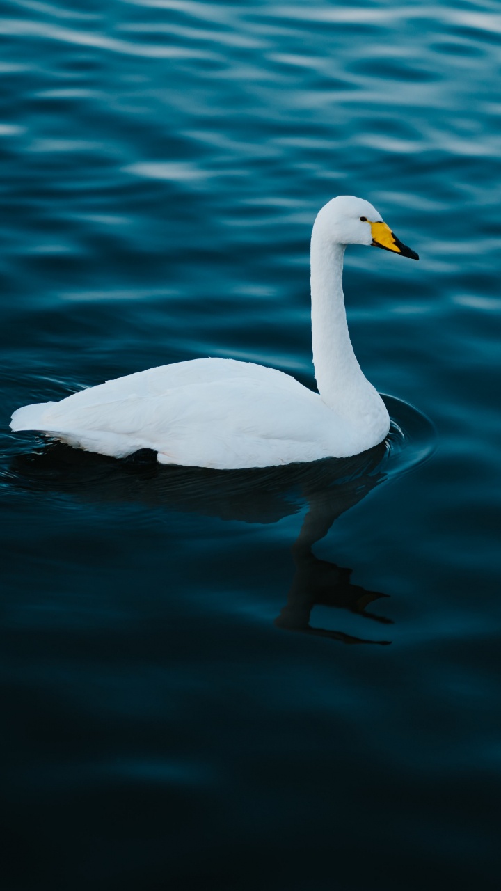 Обои птица, Лебедь, вода, водоплавающие птицы, белые в разрешении 720x1280