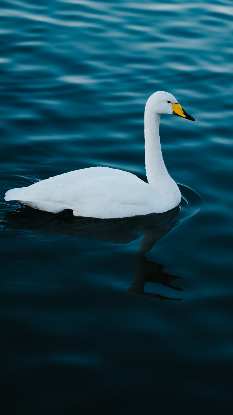 Обои птица, Лебедь, вода, водоплавающие птицы, белые в разрешении 750x1334