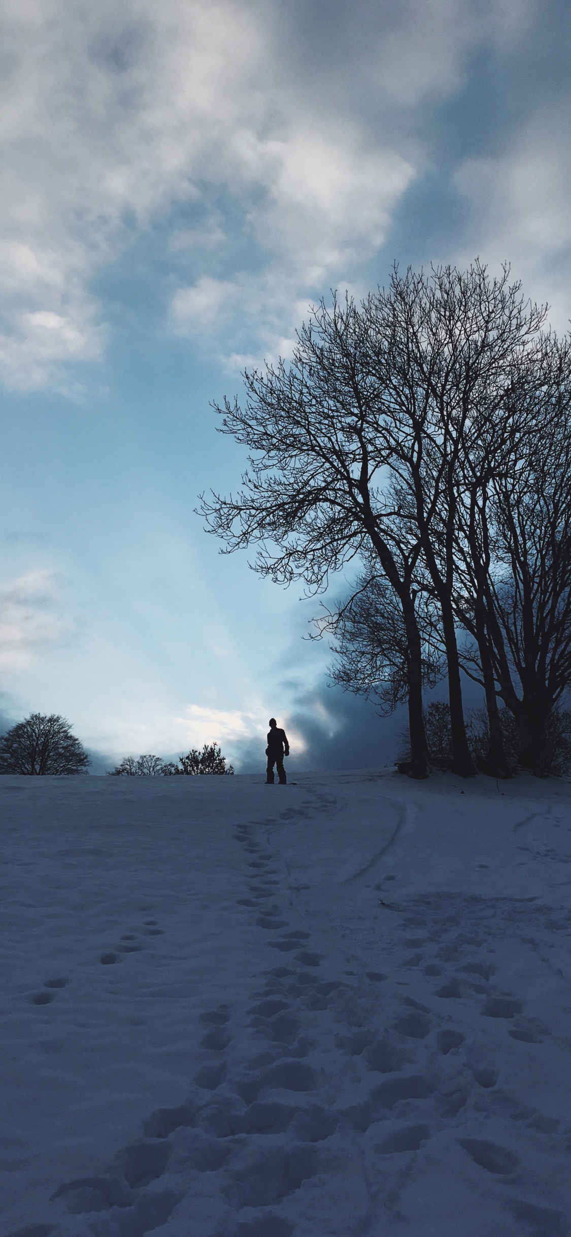 Обои снег, зима, облако, дерево, замораживание в разрешении 1125x2436