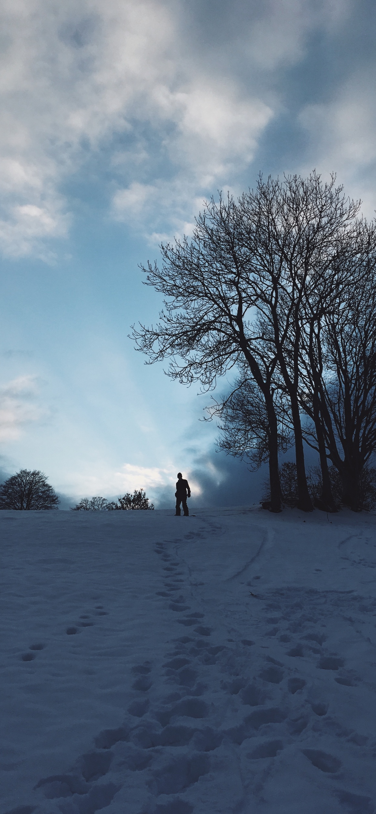 Обои снег, зима, облако, дерево, замораживание в разрешении 1242x2688