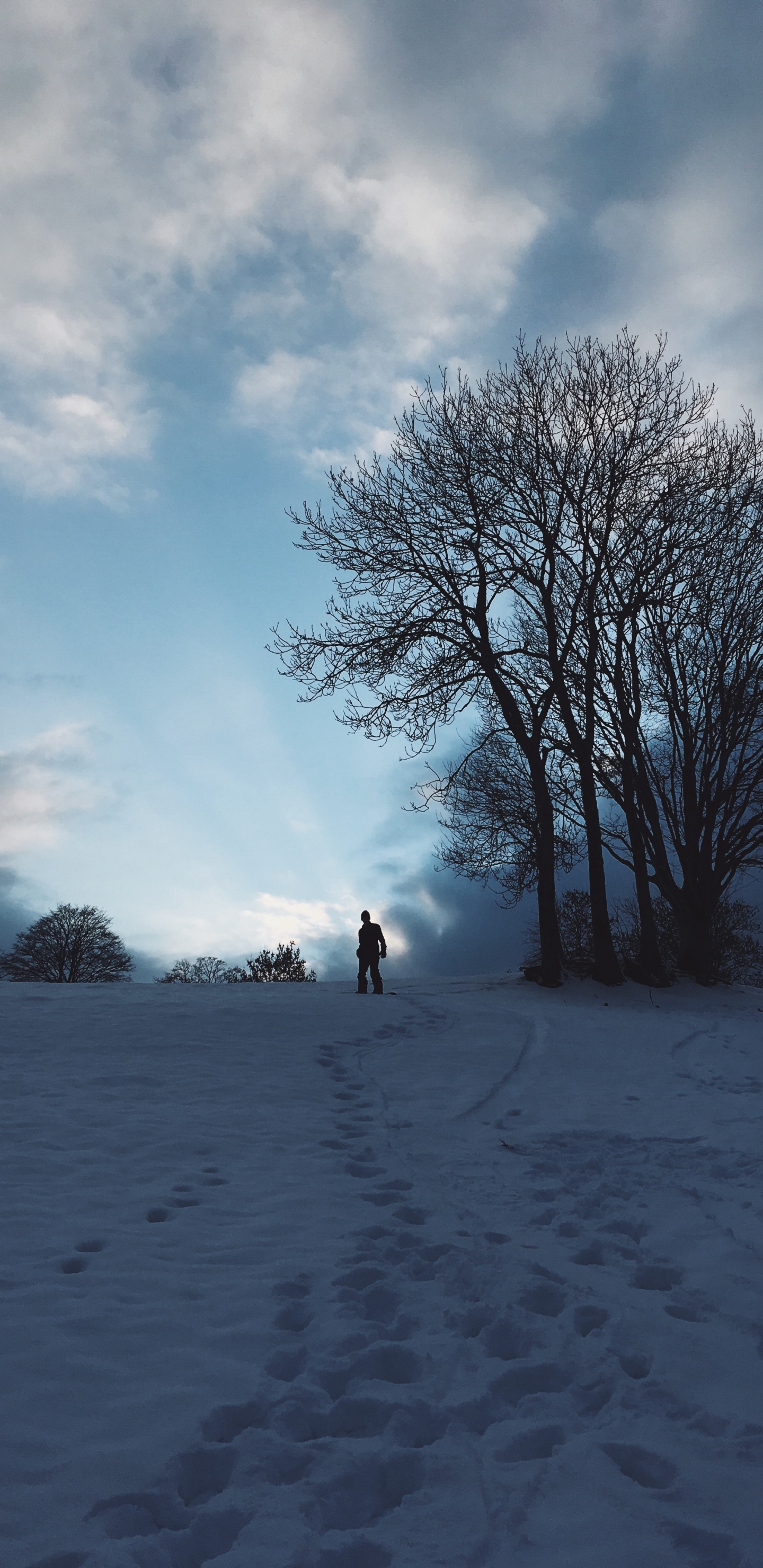 Обои снег, зима, облако, дерево, замораживание в разрешении 1440x2960