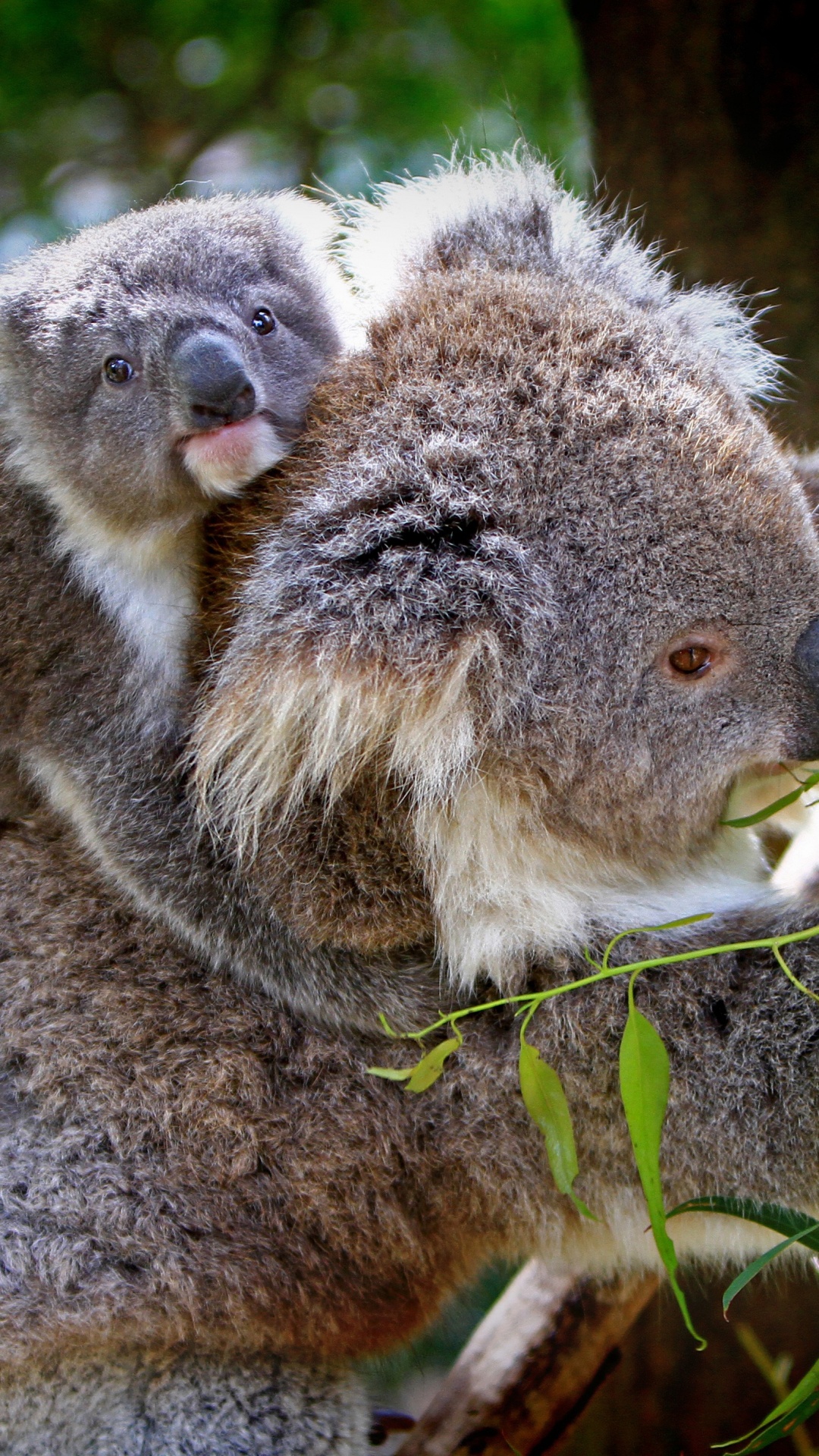 Обои Коала, привлекательность, наземные животные, сумчатое животное, живая природа в разрешении 1080x1920