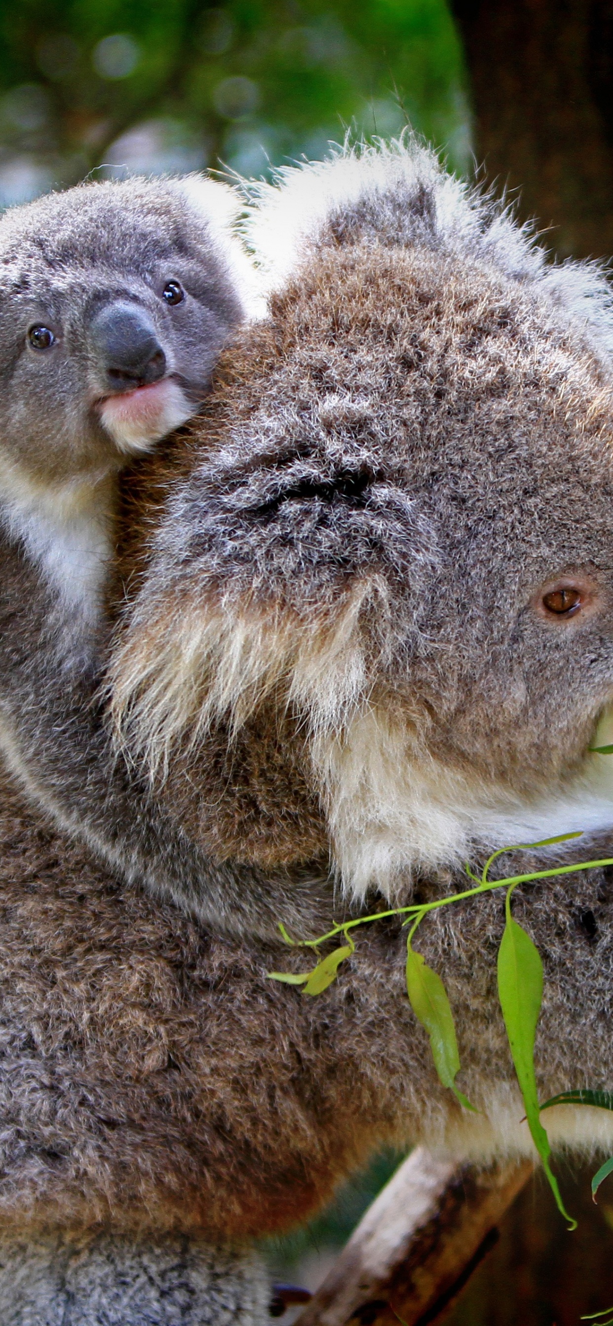 Обои Коала, привлекательность, наземные животные, сумчатое животное, живая природа в разрешении 1242x2688