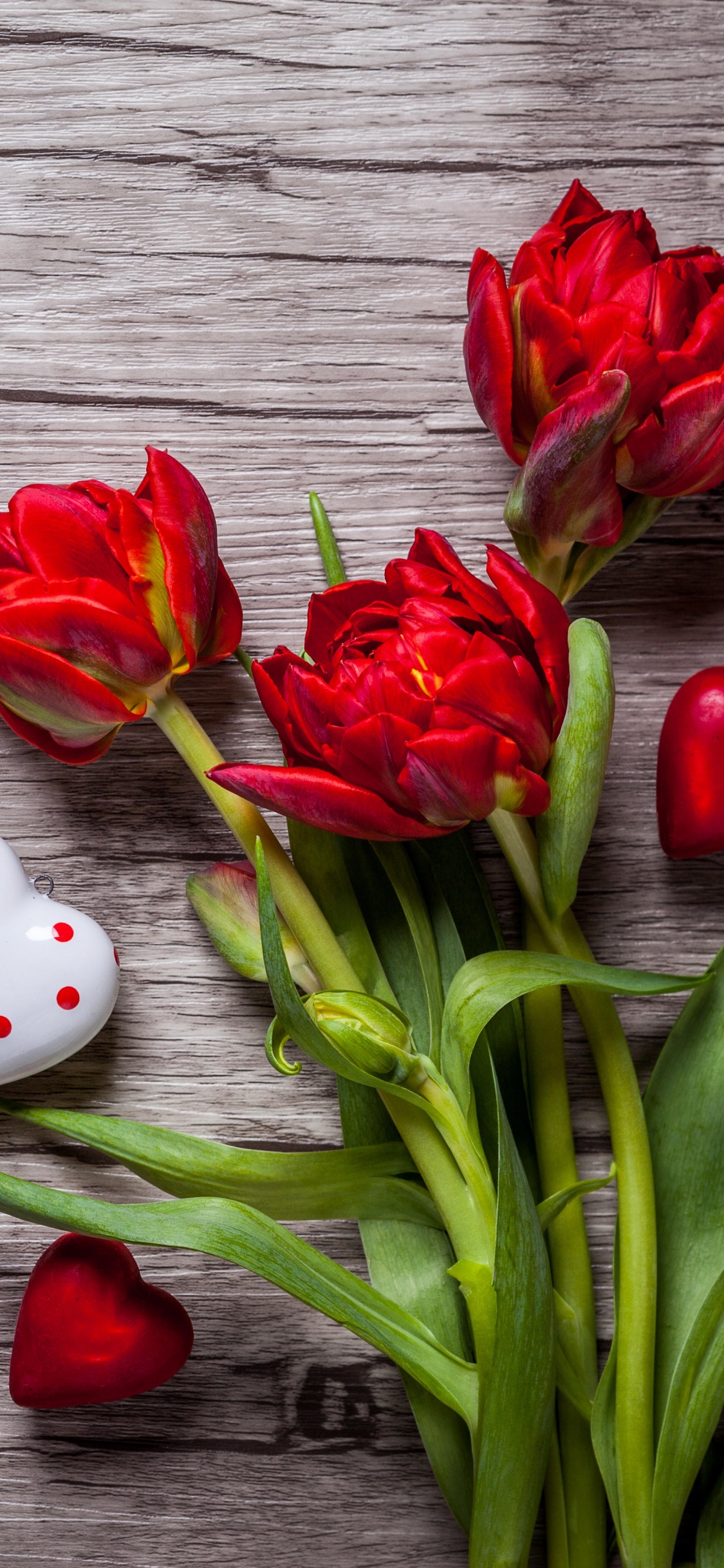 Обои красный цвет, тюльпаны, цветок, растение, лепесток в разрешении 1125x2436