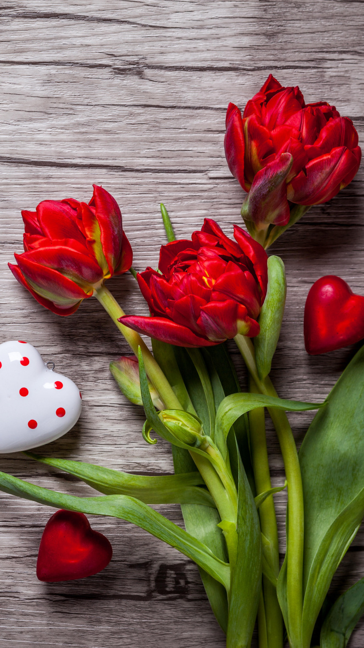 Обои красный цвет, тюльпаны, цветок, растение, лепесток в разрешении 750x1334