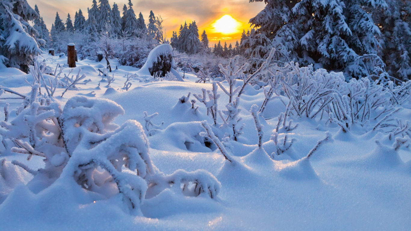 Обои снег, зима, мороз, замораживание, дерево в разрешении 1366x768